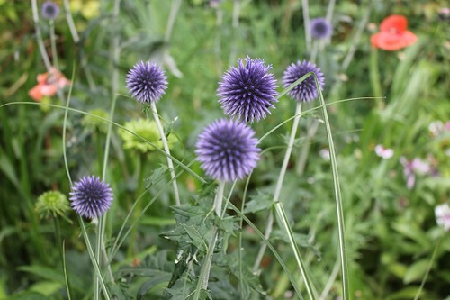 July25_echinops2