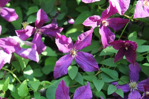 July27_clematisPS