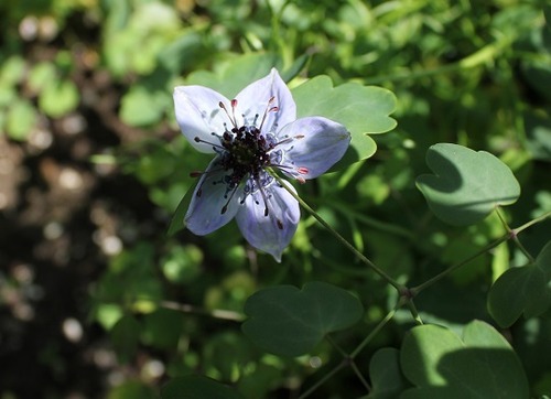 July18_nigella