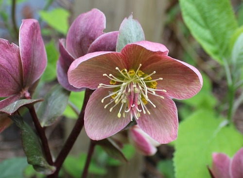 May18_HelleborePF