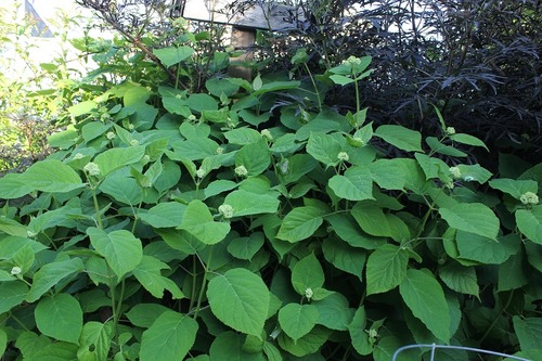 June10_ (15)