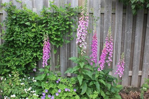 June22_digitalis2