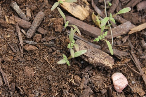 May19_seedlings2