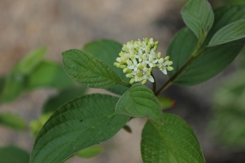 May27_willow