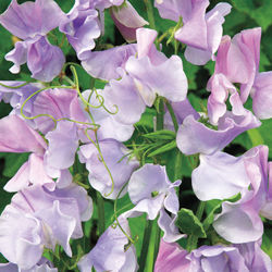 Sweet Pea 'Ballerina Blue'