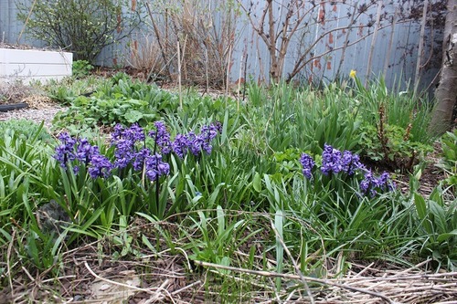 Apr29_ hyacinths