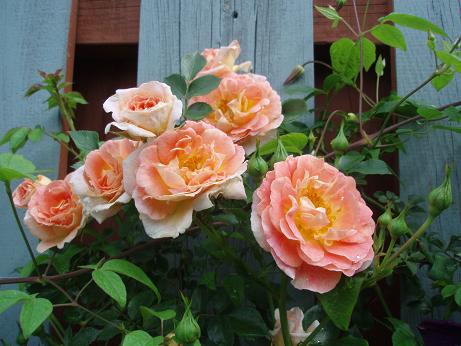 お気に入りのガーデニング ブログ Toronto News Letter