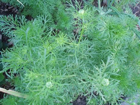 June23_nigella