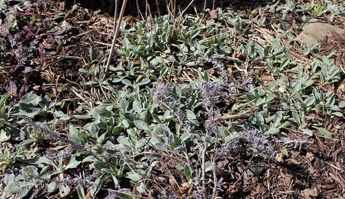 March19_centaurea