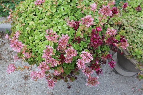 July22_ (13)