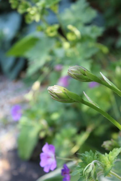 July9_hosta