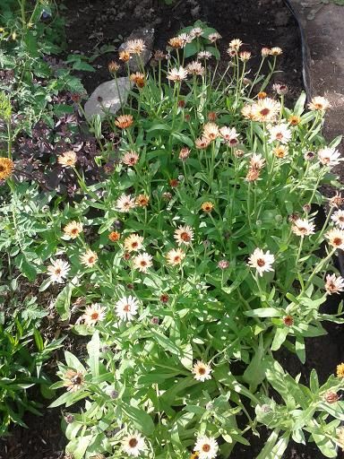 july21_calendula