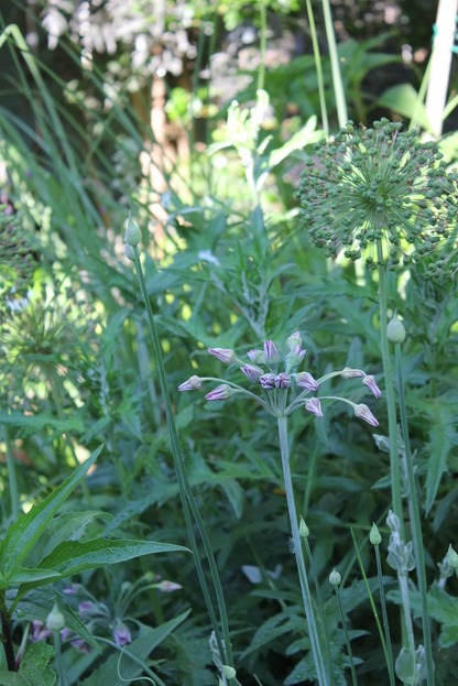June18_alliums