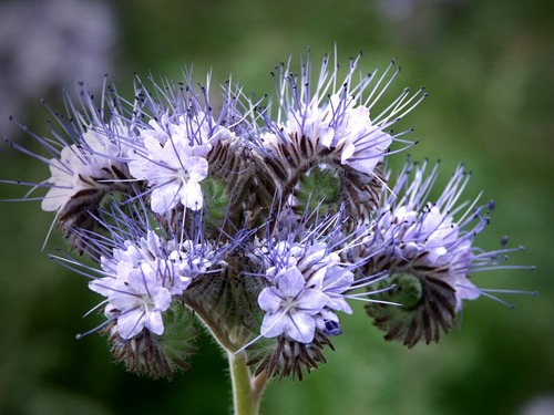 Phacelia