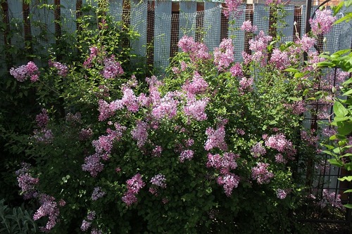 June1_dl1