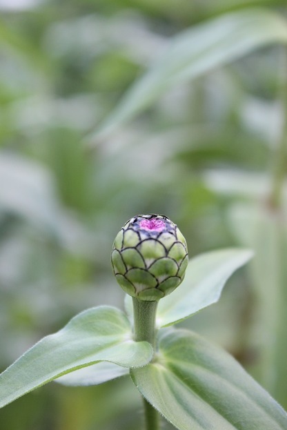 Sept24_zinnia