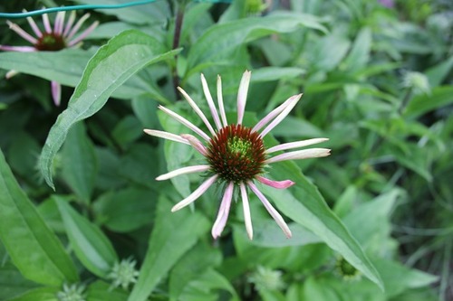 July5_echinacea