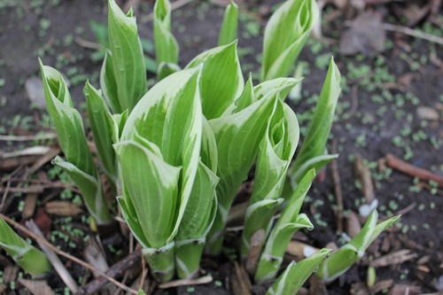 May10_hosta