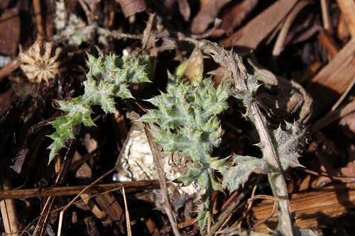 March19_echinops