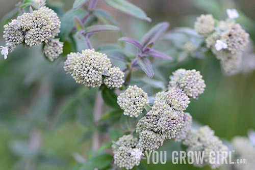 mountainmint2