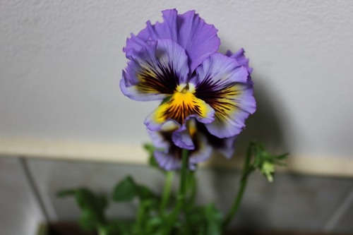 Apr3_pfs1
