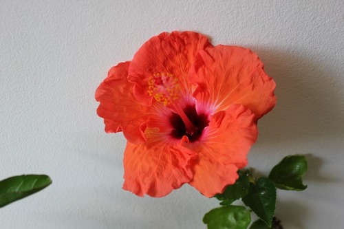 Dec12_hibiscus