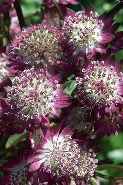 AstrantiaStarofbeauty