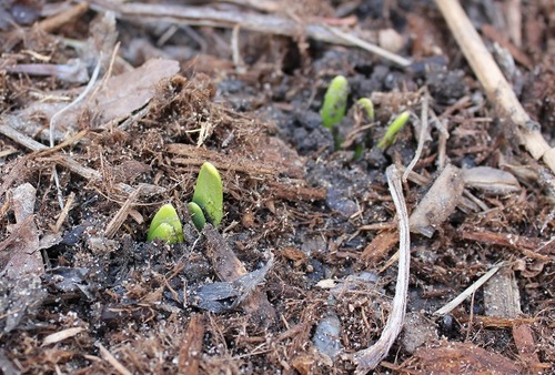 April11_daffodils