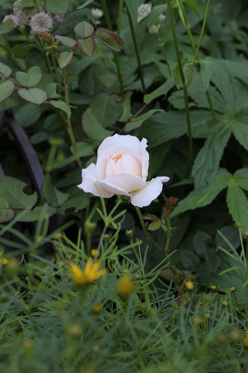 July8_ (14)
