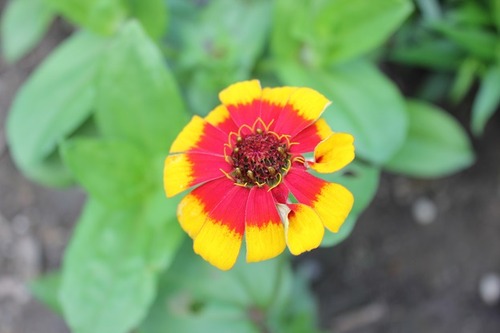 July27_zinniaWG
