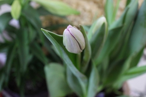 March22_tulip