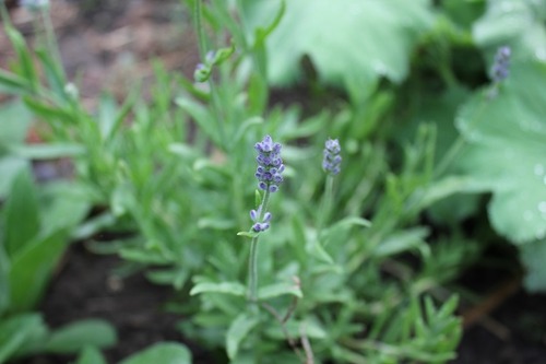 May10_lavender