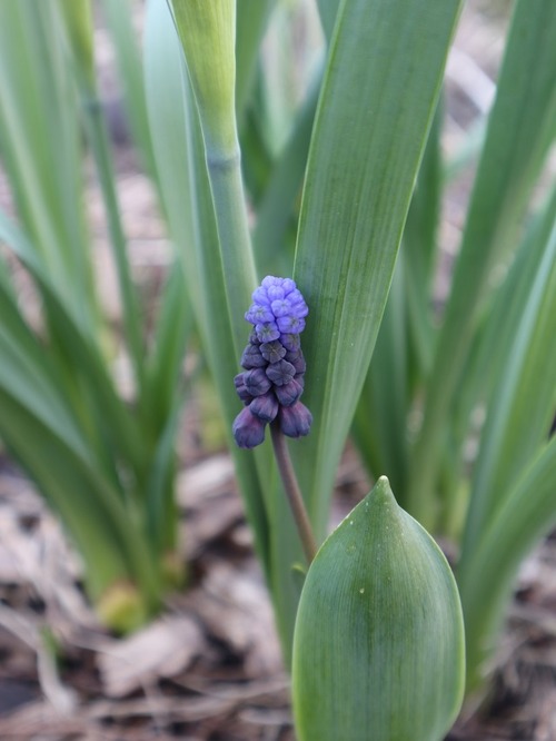 May1 (1)