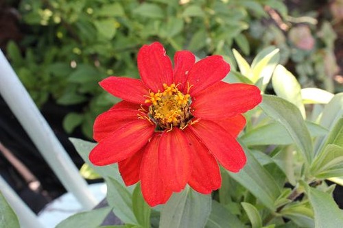Aug25_zinnia2