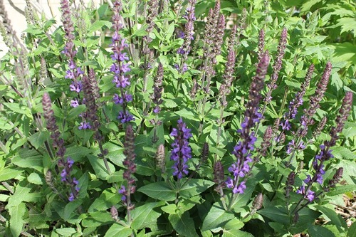 June13_salvia