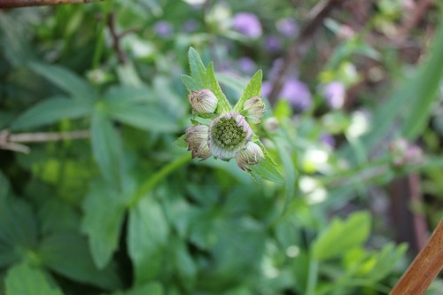 June13_astrantiaRC