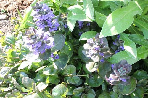 May20_ajuga