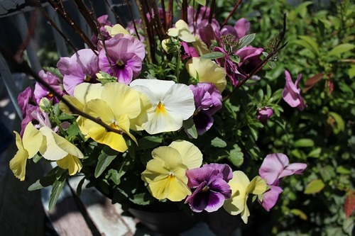 June15_pansies