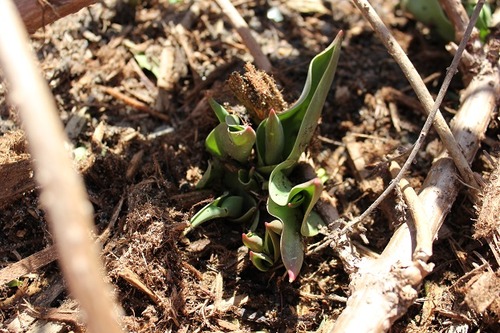 April11_tulips