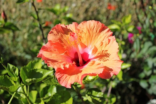 Sept7_hibiscus