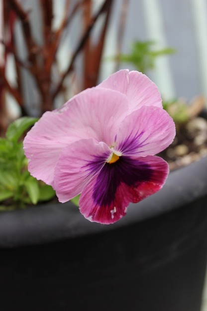 Oct13_pansy