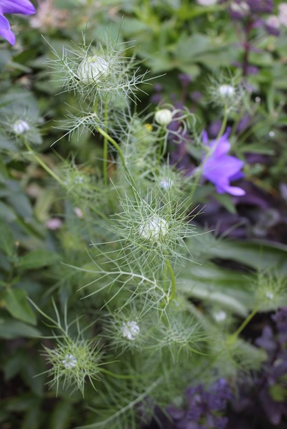 July19_nigella