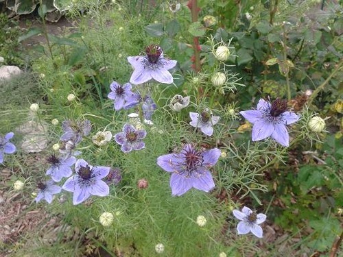 july10_nigella