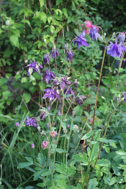 June1_aquilegia2