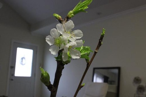April10_ctb1