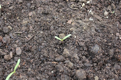 May10_cosmos