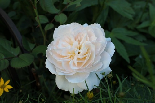 July8_ (16)