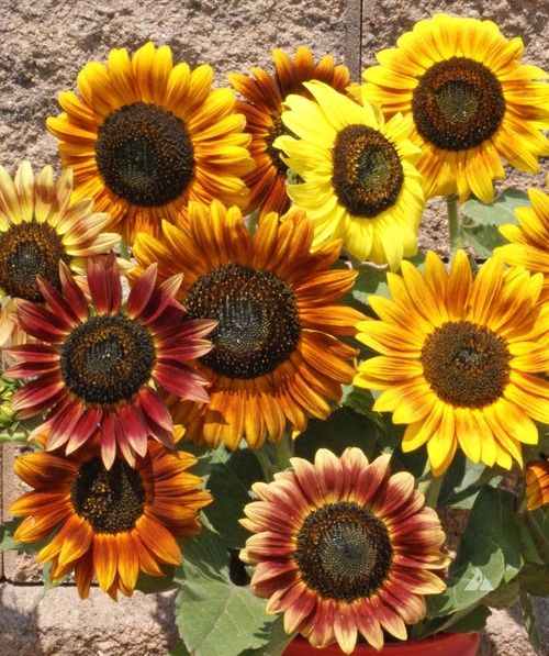 Autumn Beauty Sunflower1