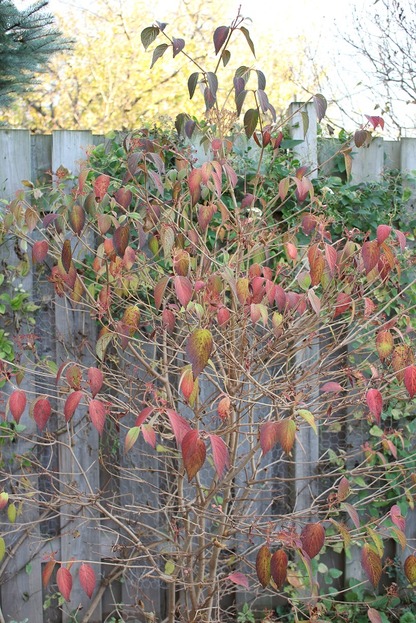 Nov7_hss