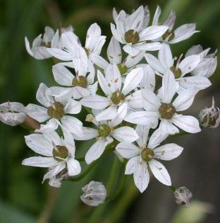 Allium neapolitanum